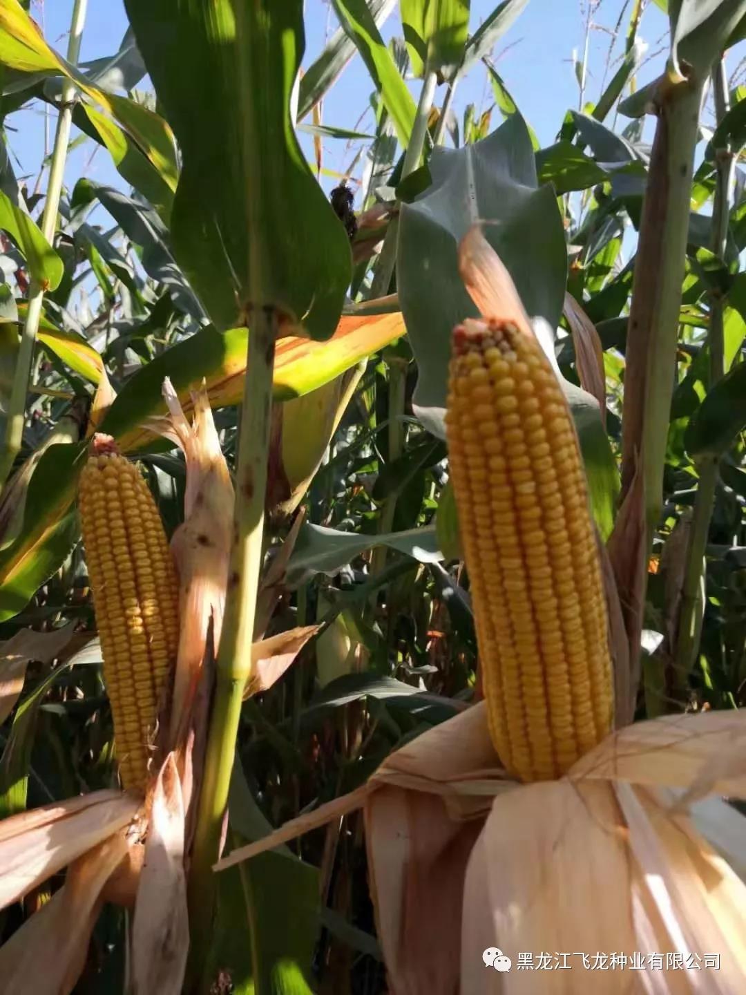 1640678016484021.jpg 4.jpg